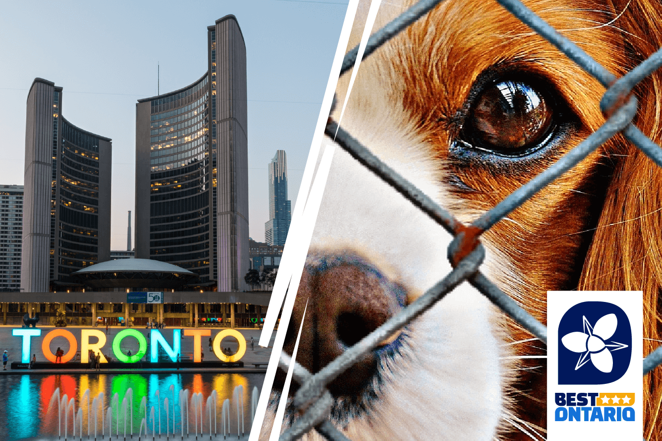Animal Shelters in Toronto
