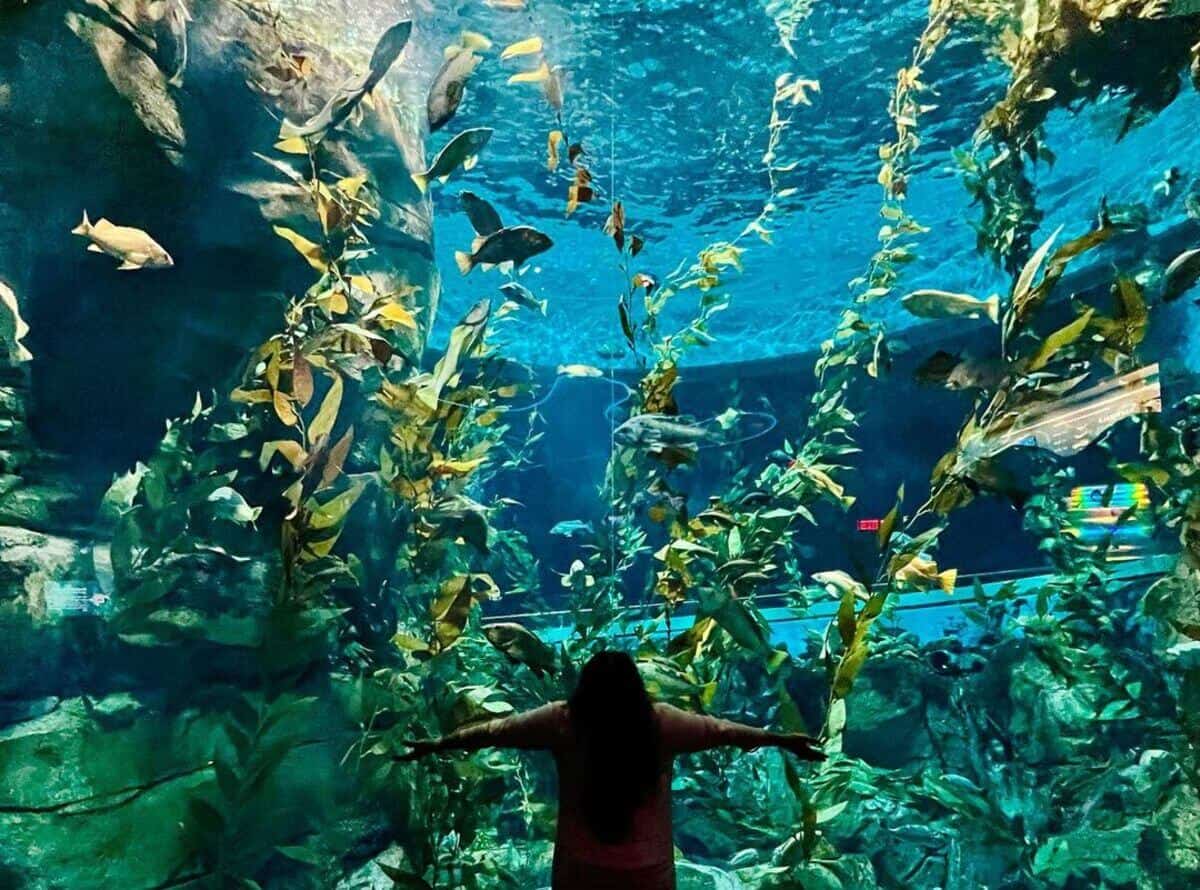Ripley's Aquarium