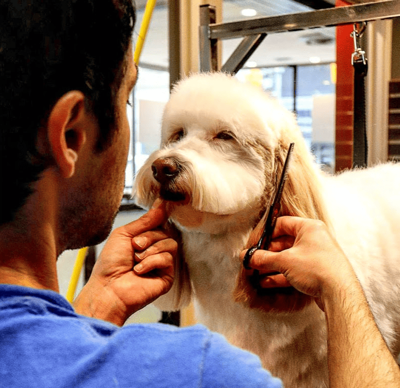 pet grooming