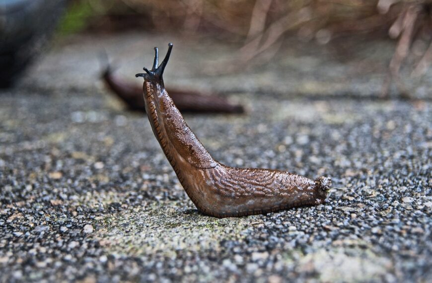 HOW TO PREVENT SLUGS AND SNAILS FROM ENTERING THE HOME WITH HOME TRICKS AND NATURAL REMEDIES